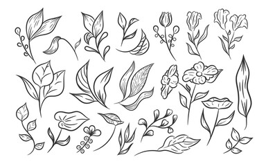 Set of elegant hand drawn floral illustration. Hand drawn botanical collection. Aesthetic botanical floral illustration