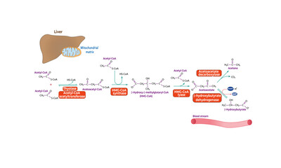 Ketogenesis pathway