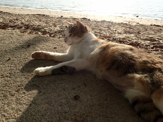 海辺の朝の光の中のまったり猫