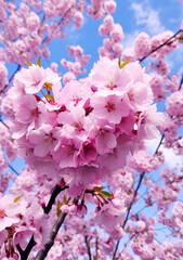 Fototapeta premium Cherry blossoms tree and petals with blue skies background. 