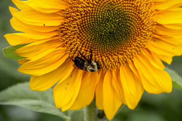 Closeup view of a sunflower with a working bee at the sunflower field in the countryside suitable for natural background. 
