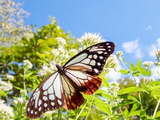 Obraz premium 渡りをする前のアサギマダラ