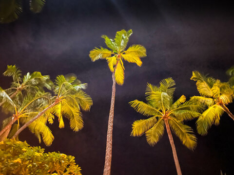 Night underside view of palm trees, Honolulu, Oahu, Hawaii