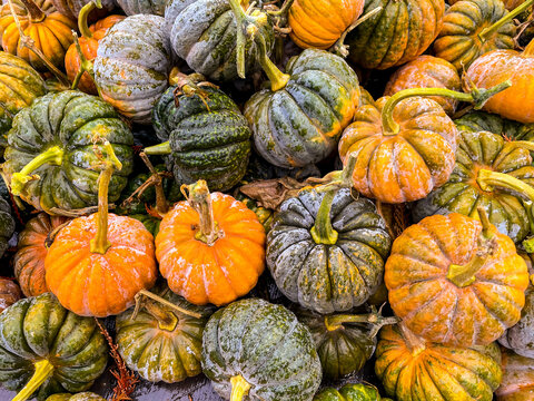 Pumpkins in Washington State, USA