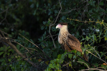 A beautiful crested caracara (Caracara plancus) that appears to be young in Sarasota County, Florida