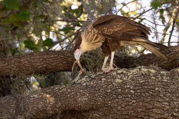 A beautiful crested caracara (Caracara plancus) that appears to be young in Sarasota County, Florida