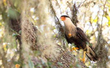A beautiful crested caracara (Caracara plancus) walking up the branch of a live oak tree in Sarasota County, Florida