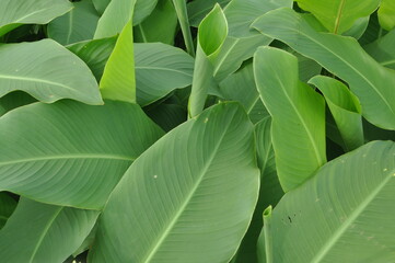 planta folhas tropicais 