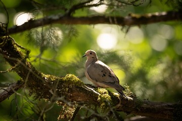 Mourning Dove in Alabama Cedar Tree
