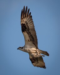 Osprey with Catch of the Day