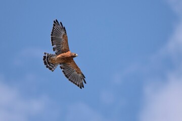 Alabama Red Shouldered Hawk in Flight