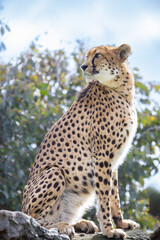 Cheetah on alert