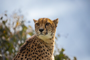 Cheetah on alert