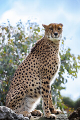 Cheetah on alert