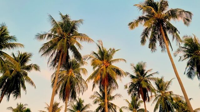 Palm trees with a blue sky and clouds in Phuket Thailand. Green palm trees in the sky on a tropical island in Thailand