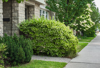 Quiet street with sidewalk and idyllic homes in a suburban neighborhood. residential area with a lot of green trees