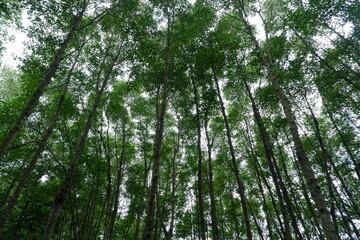 recreation area in the middle of a tall mangrove tree forest that is still natural