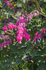 Bleeding Hearts Bush in Bloom