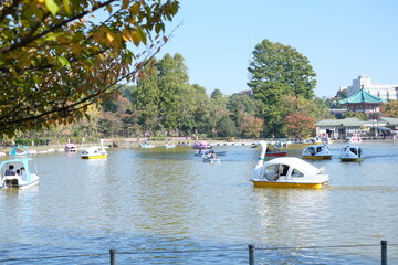 Fototapeta na wymiar swan boat on the Ueno park lake