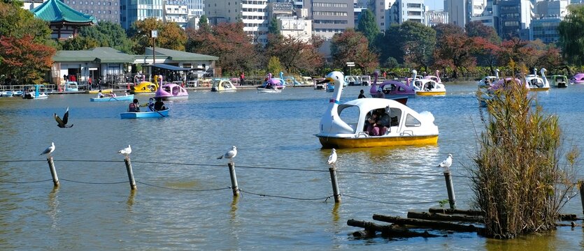 swan boat on the Ueno park lake