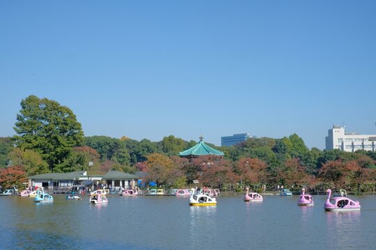 swan boat on the Ueno park lake