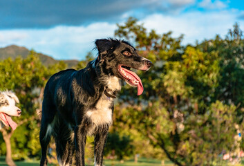 border collie in the park watching the sunset. black fine breed dog watching the horizon. golden sunlight illuminating the face of a border collie sticking out his tongue.