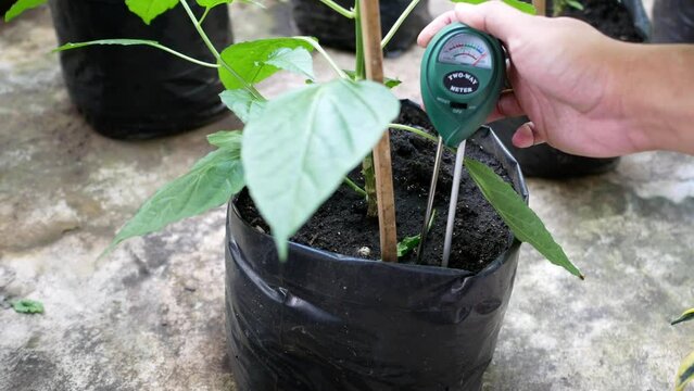 Gardening: Soil Fertility Test in Polybags: A Close-Up View. Close-up of a specialist's hand taking soil samples from a polybag containing chili plants for fertility analysis. In a serene atmosphere.