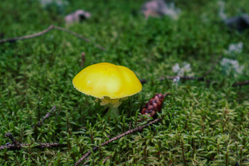 mushroom surrounded by moss