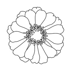 Outline of an autumn flower, chrysanthemum, zinnia