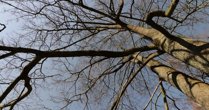 leafless deciduous trees in the spring season, beautiful bare branches of deciduous trees after winter