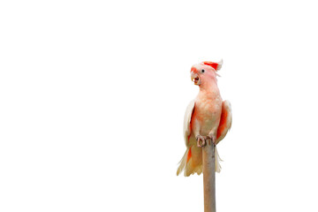 Beautiful of Major Mitchell's Cockatoo perched on a pole isolated on transparent background png file © Passakorn