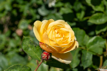 Teasing Georgia shrub rose in a garden. California, United States - June, 2023.  