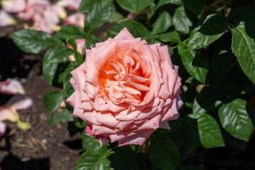 Heavenly Scented Hybrid Tea Rose in a garden. California, United States - June, 2023.  