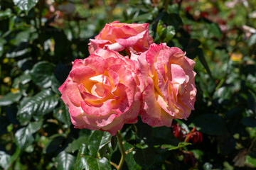 Day Breaker Floribunda Rose in a garden. California, United States - June, 2023.  