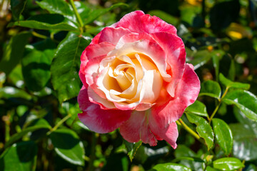 Crescendo Hybrid Tea Rose in a garden. California, United States - June, 2023.  