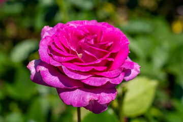 Melody Parfumee Grandiflora Rose in a garden. California, United States - June, 2023.  