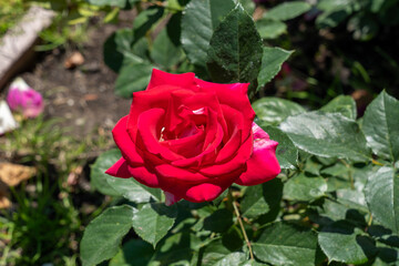 Picture Perfect Hybrid tea Rose in a garden. California, United States - June, 2023.  