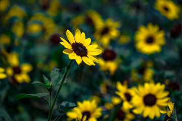 サンビリーバブル