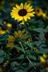 サンビリーバブル