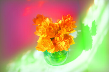 Summer floral still life . Globeflower in glass vase. Yellow flowers Trollius.  Soft elegance sunlight. Minimal interior details of bedroom, bathroom