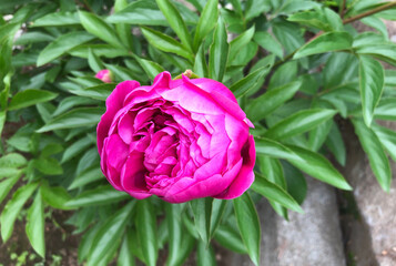 初夏に咲く芍薬の花