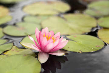 Water lily