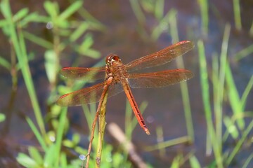 Beautiful orange tropical dragonfly on pond background in Florida nature