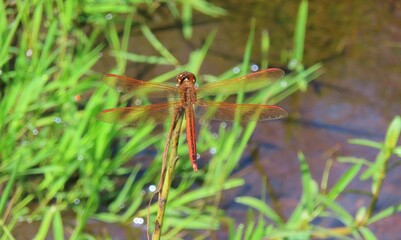 Beautiful tropical orange dragonfly on pond background in Florida nature