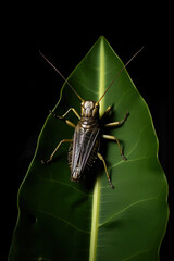 grasshopper on the grass, generative ai