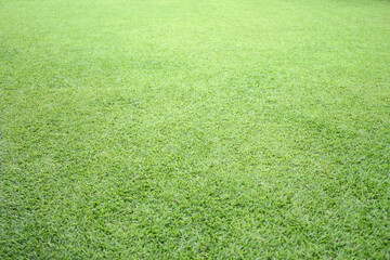 Fresh green malaysian grass smooth lawn on good maintenance in a garden