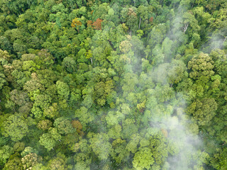 Mist on tropical rainforest mountain, Tropical forests can increase the humidity in air and absorb carbon dioxide from the atmosphere.