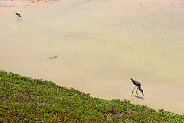 Hawaiian stilt bird and succulent at Kanaha Pond Wildlife Sanctuary in Maui