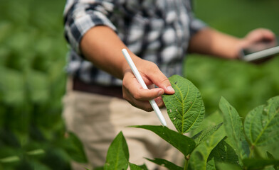 Businessman gardener using tablet Viewing potato plant picture of potato leaves in harvest season in fertile soil