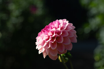 Pink Dahlia Horizontally